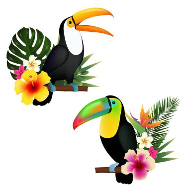 Toucans Set, illüstrasyon