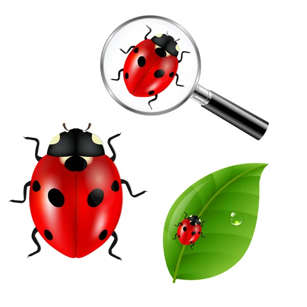 Το ladybugs σετ σε λευκό — Διανυσματικό Αρχείο