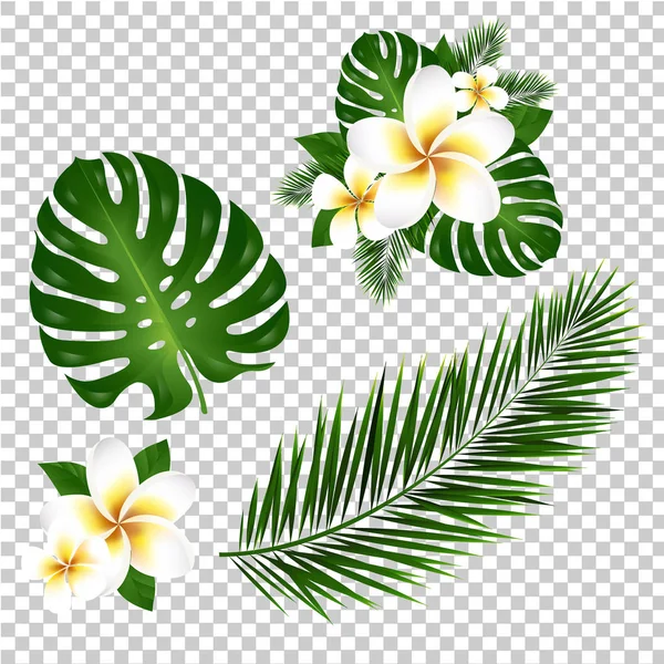 Pálma- és Monstera fa levelei — Stock Vector