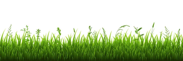 Groene Grasgrens — Stockvector