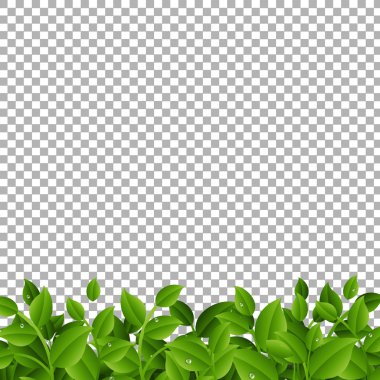 Yeşil yaprakları üzerinde şeffaf arka plan ile şubeleri