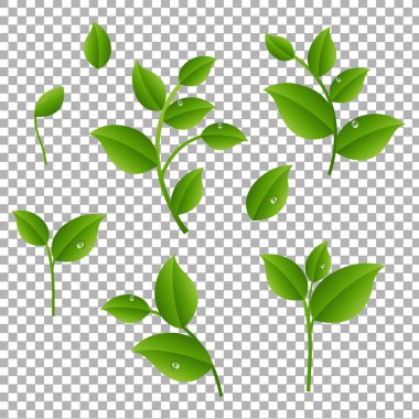 Yeşil yaprakları üzerinde şeffaf arka plan ile şubeleri