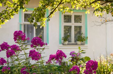 Bahçedeki bordo çiçekleri. Bahçedeki pembe çiçekler.