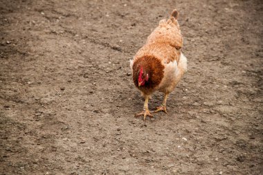 Tavuk kahverengi arka planda yürür. Tavuk yerde yürüyor..