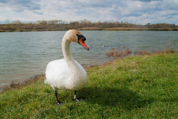 Cigno Emerse Dal Lago Riva Cigno Sul Lago Cigno Sullo — Foto Stock