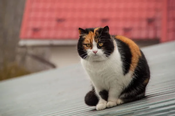 屋根の猫 赤いタイルの背景に屋上の猫 猫は座っている 黒髪の白い猫 — ストック写真