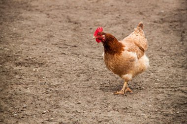 Tavuk kahverengi arka planda yürür. Tavuk yerde yürüyor..