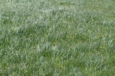 Yeşil çimen dokusu. uzun yeşil çimenler.