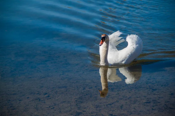 Белый Лебедь Плавает Голубом Озере Белый Лебедь Отражается Воде — стоковое фото