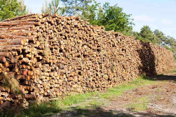 Pile of pine tree trunks — Stock Photo, Image