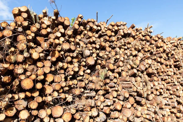 Montón de troncos de pino —  Fotos de Stock