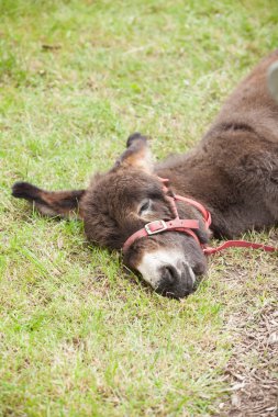 eşek yalan ve yeşil çimenlerin üzerinde dinlenme