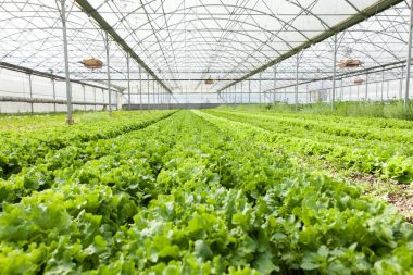 sera içinde organik salata kültürü