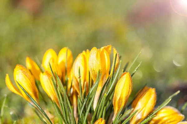 Yellow crocuses with green leaves — Stock Photo, Image