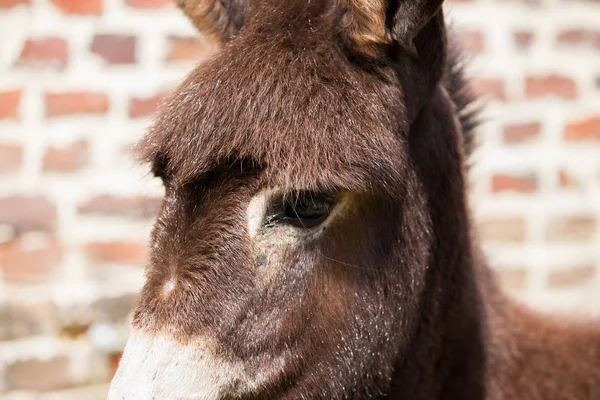 Niedliche Esel flauschigen Kopf — Stockfoto