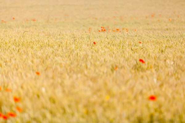 Red poppies in field of wheat — Stock Photo, Image