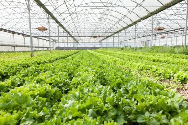 Cultivo de ensalada orgánica en invernadero — Foto de Stock