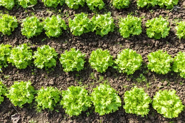 Klasar av ekologisk sallad i plantskolan — Stockfoto