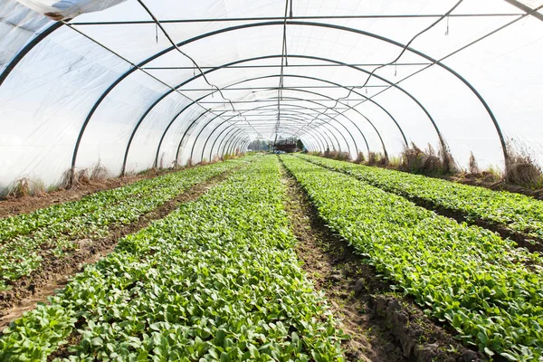 Cultivo de ensalada orgánica en invernadero —  Fotos de Stock