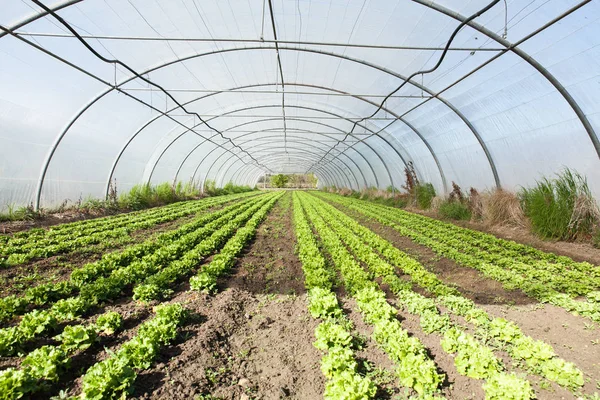 Cultivo de ensalada orgánica en invernadero —  Fotos de Stock