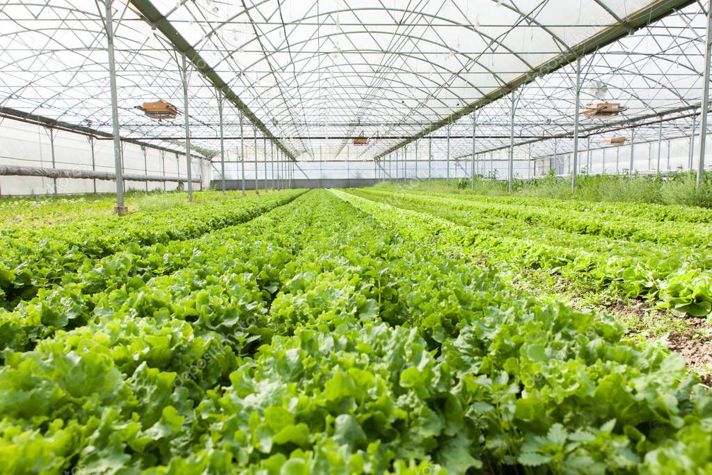 culture of organic salad in greenhouse