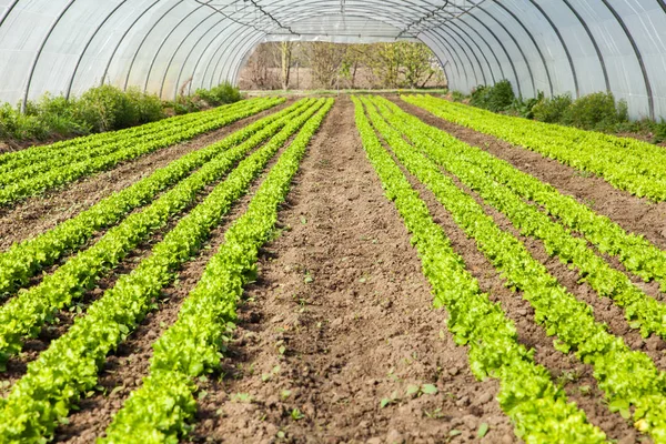 Cultura de salada orgânica em estufa — Fotografia de Stock