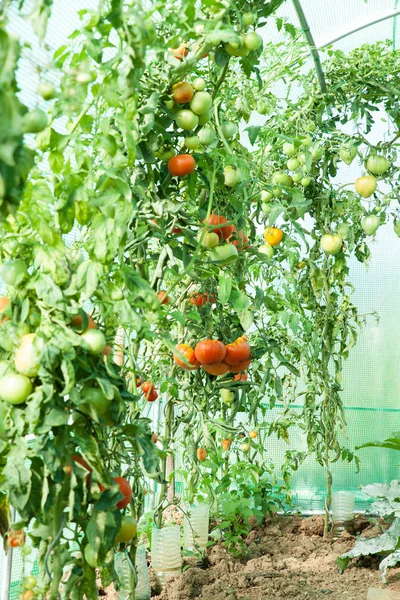 Органические помидоры, растущие в питомнике — стоковое фото