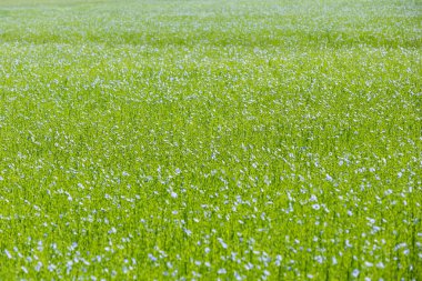 güzel mavi keten alan