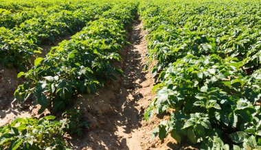 Büyük patates patates bitkiler alanıyla 