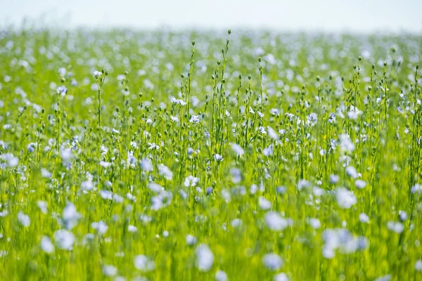 Mooie blauwe vlas veld — Stockfoto