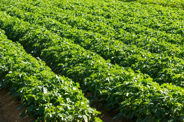 Stor potatis fält med potatisplantor — Stockfoto