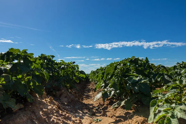 Πράσινο τομέα της καλλιέργειες πατάτας — Φωτογραφία Αρχείου