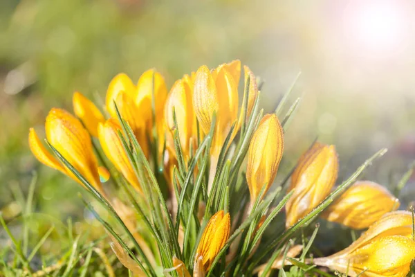 Όμορφο Κίτρινο Κρόκου Λουλούδια Που Ανθίζουν Την Άνοιξη Στον Κήπο — Φωτογραφία Αρχείου