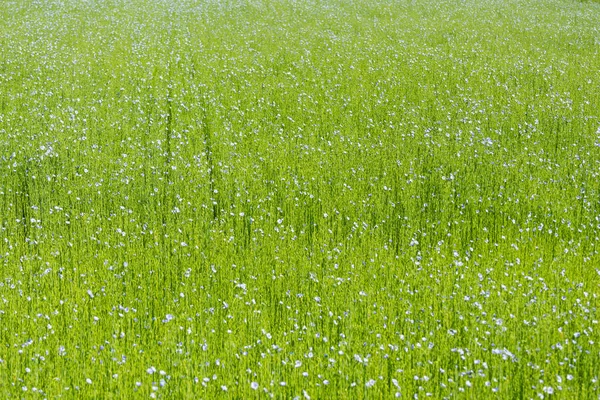 Helder Groene Gebied Van Vlas Bloeien Het Voorjaar — Stockfoto