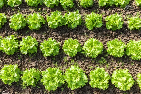 Cultivo Verde Brillante Lechuga Orgánica Creciendo Campo —  Fotos de Stock