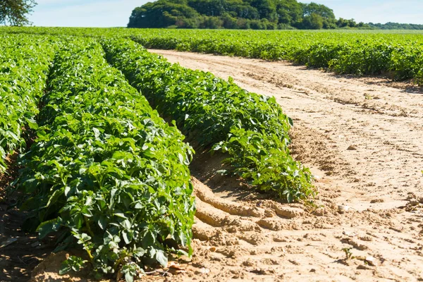 Stort Fält Med Färsk Grön Potatis Växter Raka Rader — Stockfoto