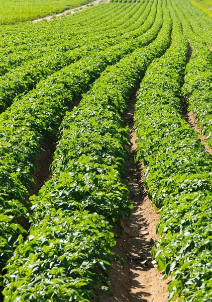Large Field Fresh Green Potato Plants Straight Rows — Stock Photo, Image