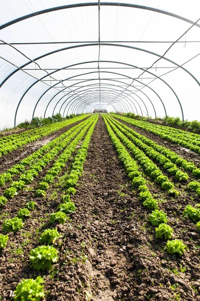 Világos Zöld Kultúra Szerves Saláta Növekszik Üvegházhatást Okozó — Stock Fotó