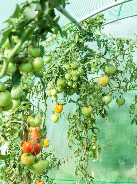 Tomates orgânicos crescendo no berçário — Fotografia de Stock