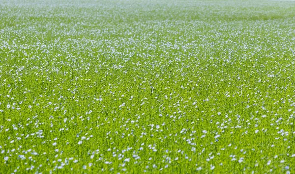 Campo Verde Brilhante Linho Florescendo Primavera Flores Azuis Linho Closeup — Fotografia de Stock