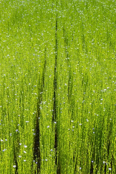Világos Zöld Mező Len Virágzás Tavasszal Kék Virágok Len Vértes — Stock Fotó
