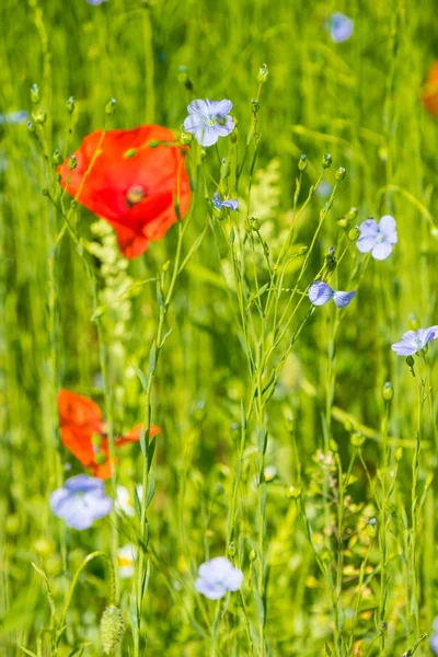 Flores Rojas Amapola Que Crecen Campo Verde Brillante Del Lino —  Fotos de Stock