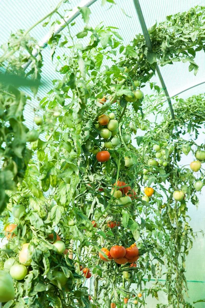 Tomates Ecológicos Frescos Que Crecen Invernadero — Foto de Stock