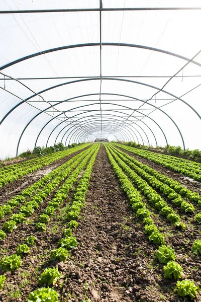 Cultivo Verde Brillante Lechuga Orgánica Que Crece Invernadero —  Fotos de Stock