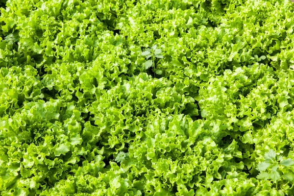 Cultura Verde Brilhante Alface Orgânica Que Cresce Campo — Fotografia de Stock
