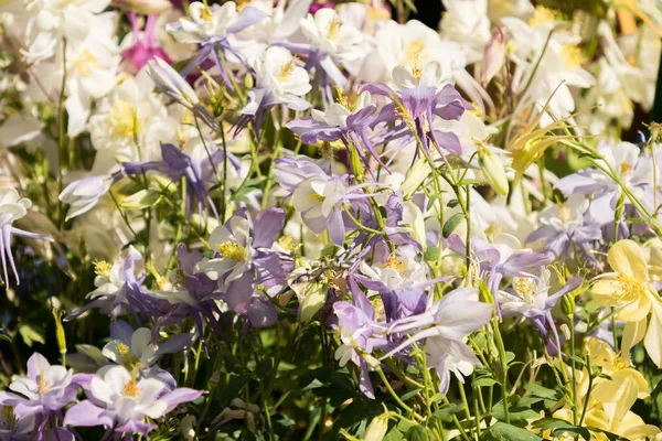 Vue Rapprochée Délicates Fleurs Columbine Mélangées Dans Marché Floral — Photo