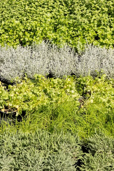 Aromatic Plant Market Rosemary Sage Mint Parsley Thyme Basil Savory — Stock Photo, Image