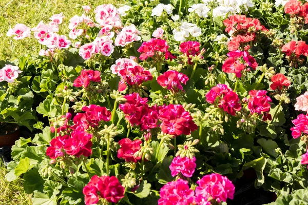 Beautiful Flowering Geraniums Spring Flower Market — Stock Photo, Image