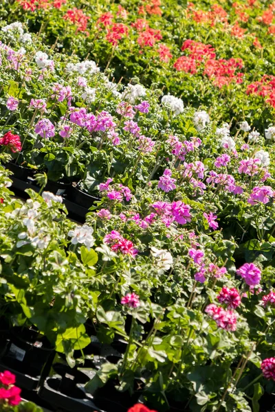 春季花卉市场上美丽的花天竺葵 — 图库照片