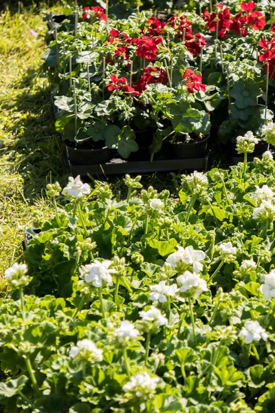 Pięknie Kwitnące Pelargonie Rynku Kwiat Wiosna — Zdjęcie stockowe